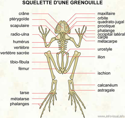 Squelette d'une grenouille (Dictionnaire Visuel)
